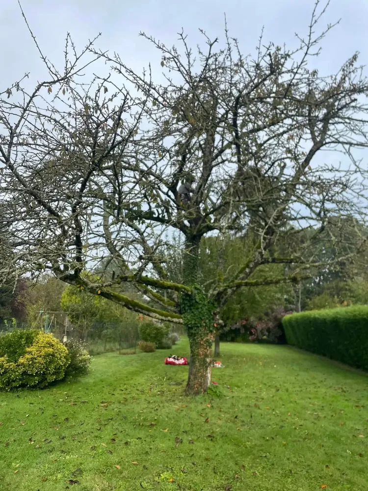 arbres elagage